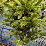 Smrek obyčajný (Picea abies) ´WILLS ZWERG´ - výška 60-90 cm, kont. C7,5L - NA KMIENKU